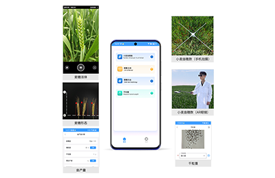 鹤岗市小麦亩穗数分析仪IN-XM02