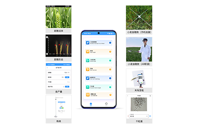 鹤岗市小麦表型测量仪IN-XM05